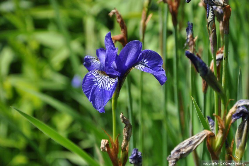Лютина Ирис и звонкое ирисовое лето