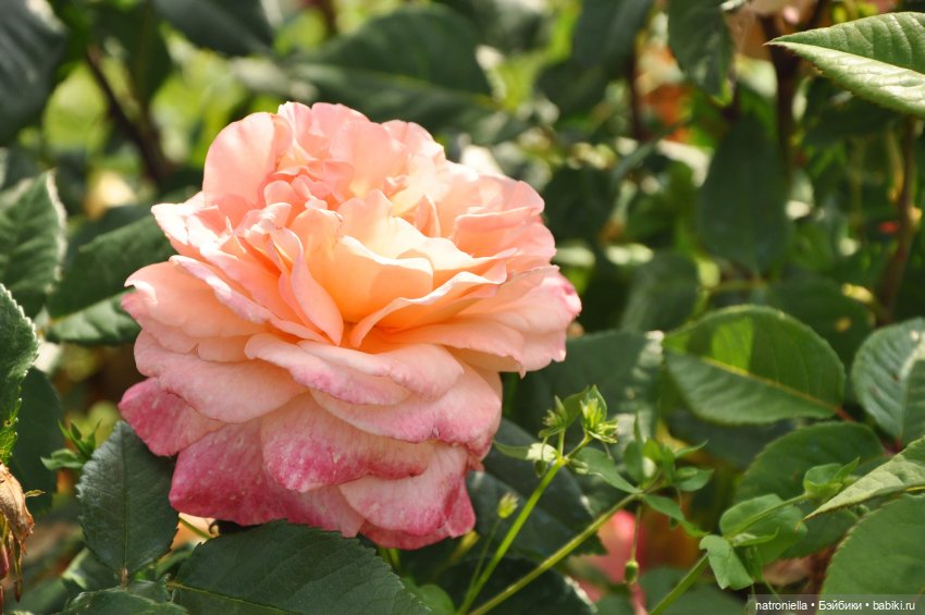 Как хороши, как свежи были розы