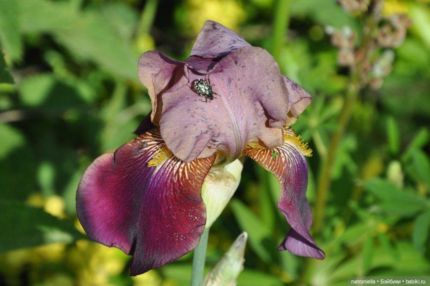 Лютина Ирис и звонкое ирисовое лето
