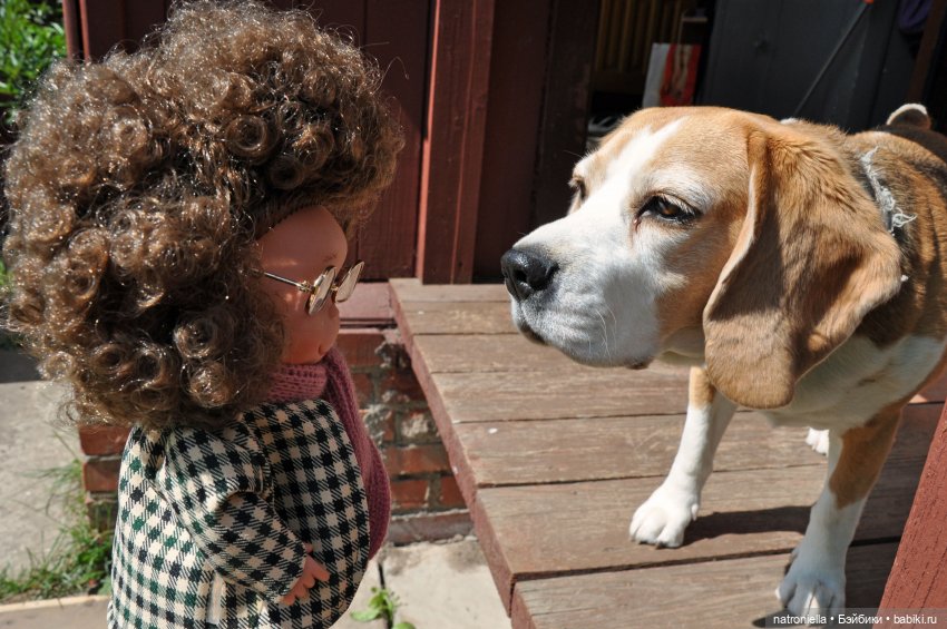 Лютина Ирис и звонкое ирисовое лето (фото 6)