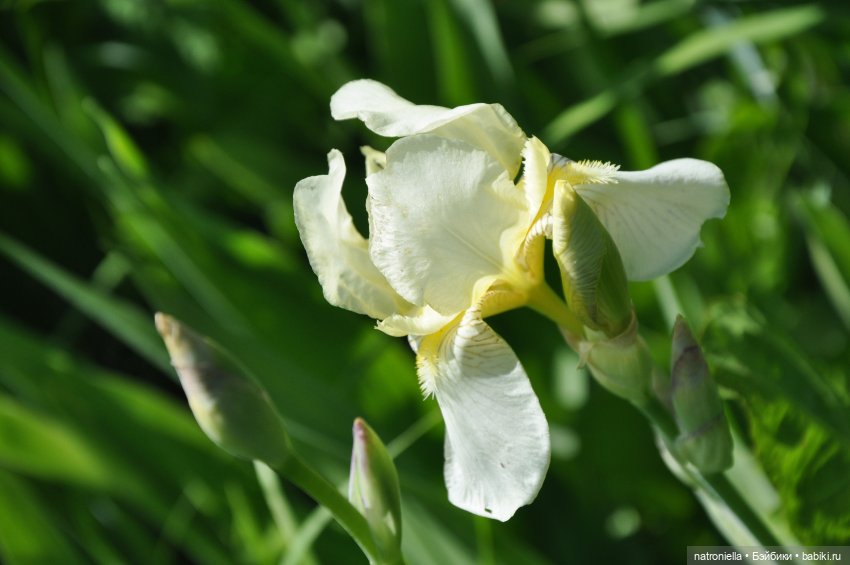 Лютина Ирис и звонкое ирисовое лето