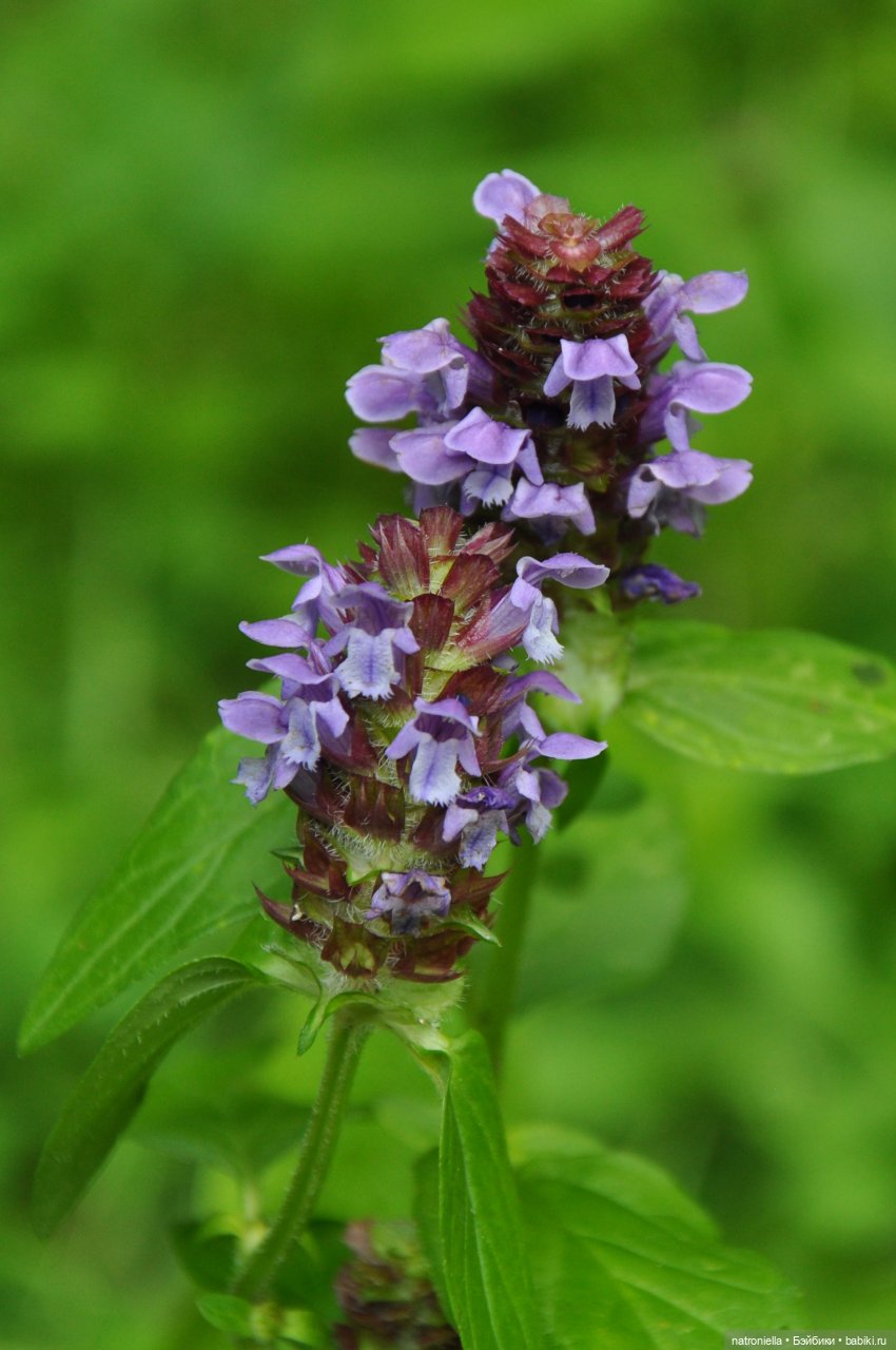 Как хороши, как свежи были розы