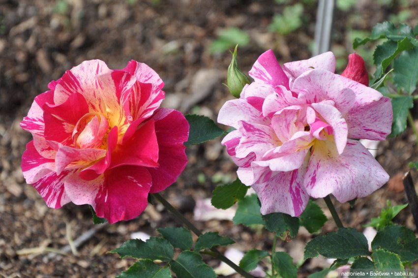 Как хороши, как свежи были розы