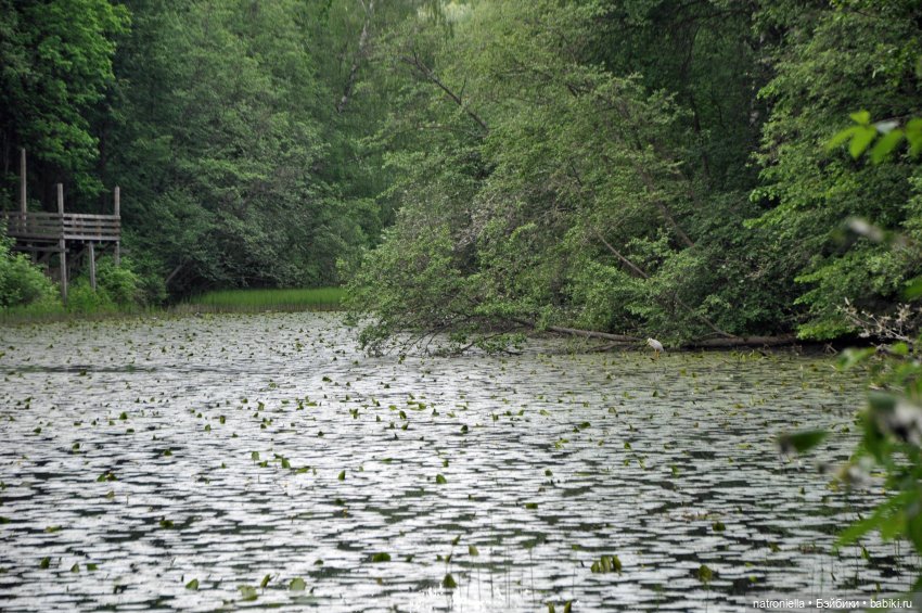 Как минуш Наташа с подружками по Ворошиловской даче гуляла