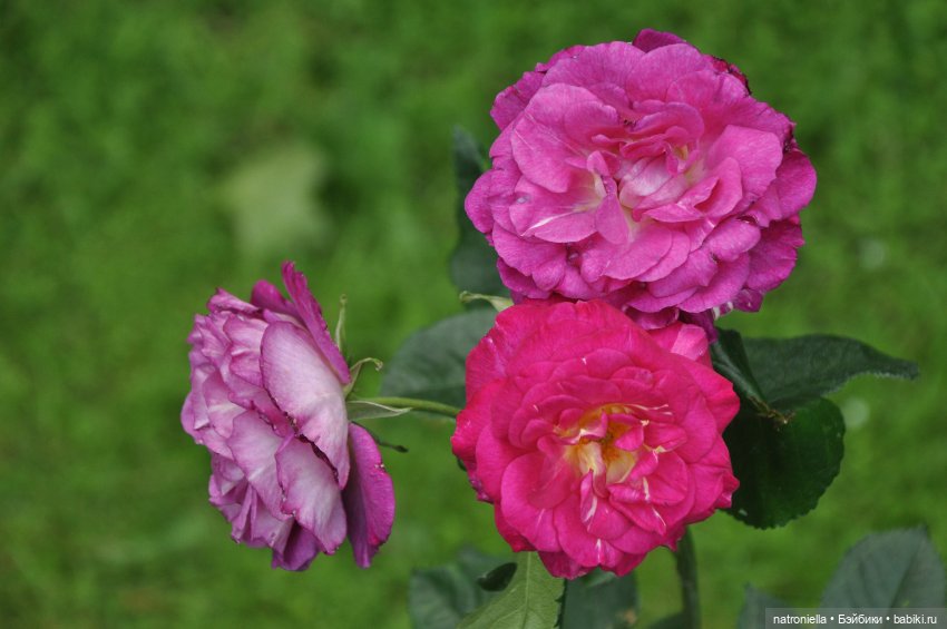 Как хороши, как свежи были розы