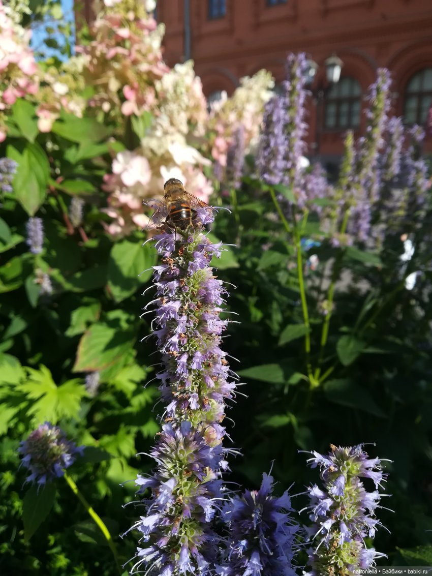 Прогулки по Москве: "Цветочный джем" и окрестности (фото 6)