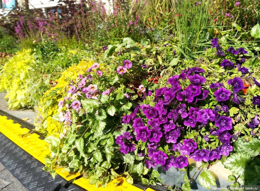 Прогулки по Москве: "Цветочный джем" и окрестности