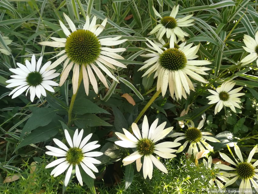 Прогулки по Москве: "Цветочный джем" и окрестности