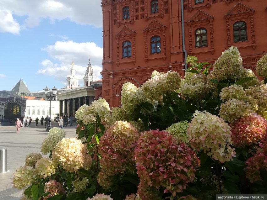 Прогулки по Москве: "Цветочный джем" и окрестности (фото 5)
