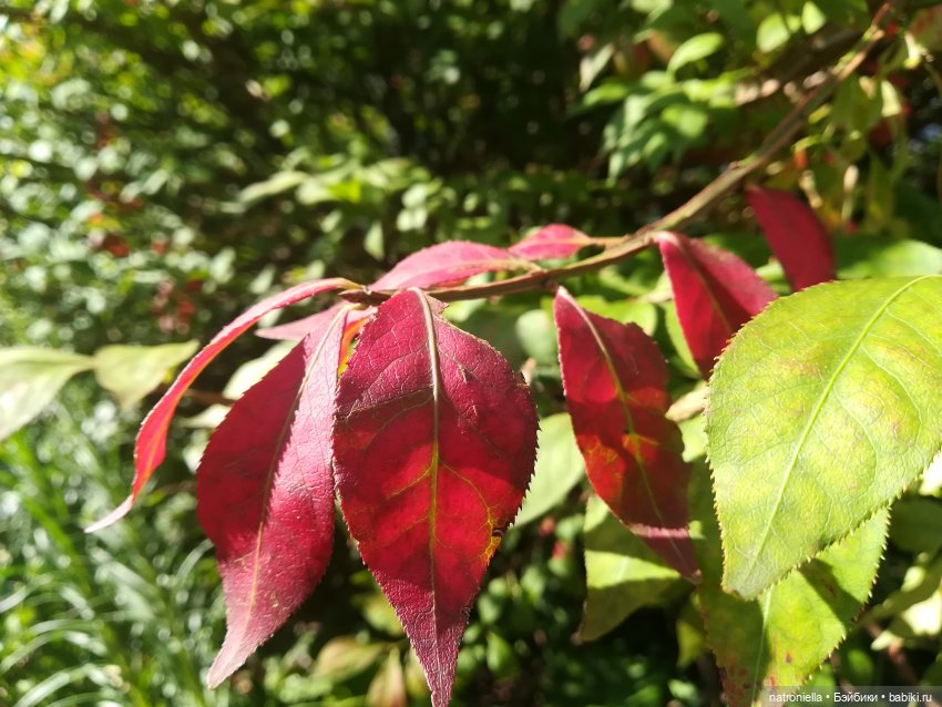 Прогулки по Москве: "Цветочный джем" и окрестности