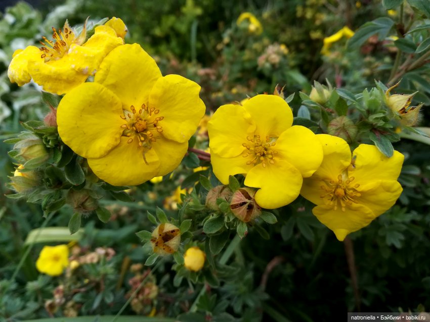 Летний этюд в осенних тонах