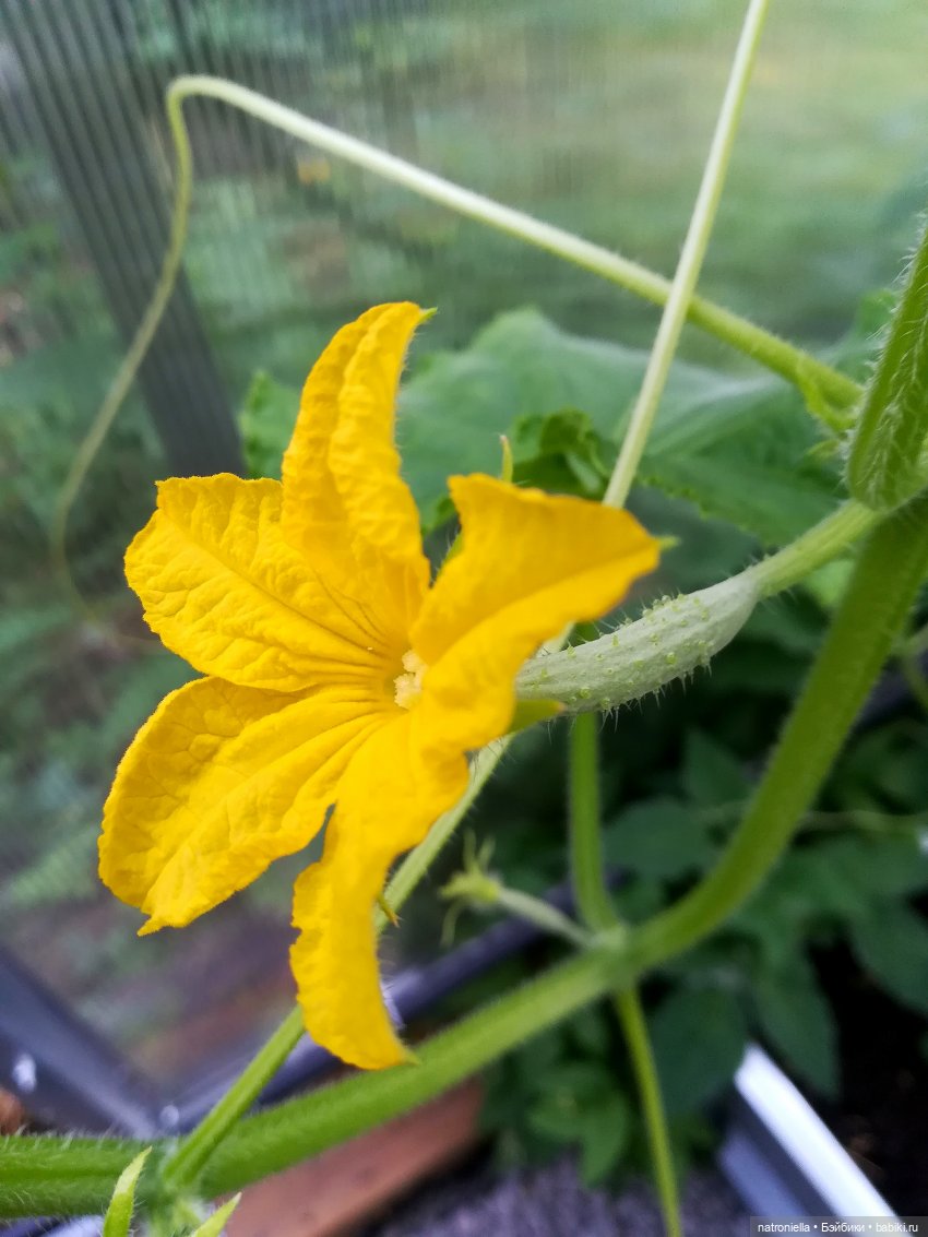 Летний этюд в осенних тонах (фото 3)