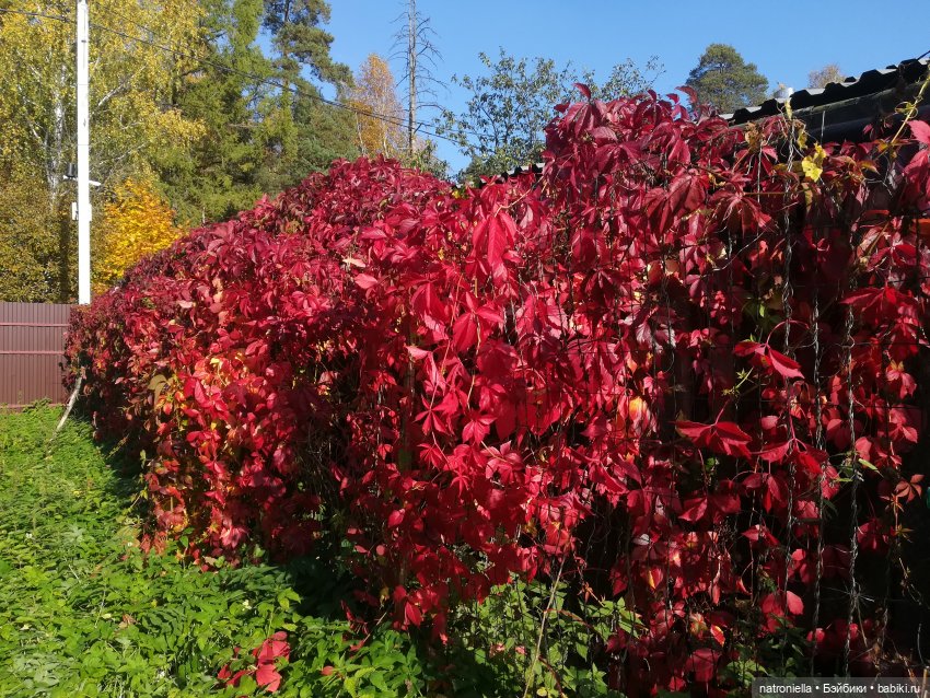 Манюня, багрец и золото — Куклы Nines d'Onil (Нинес): Миа (Mia)