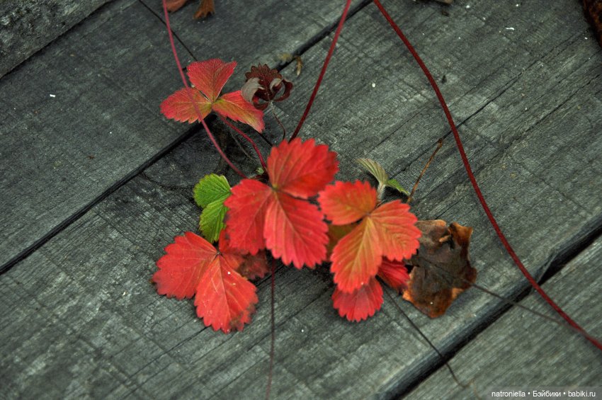 Манюня, багрец и золото — Куклы Nines d'Onil (Нинес): Миа (Mia)