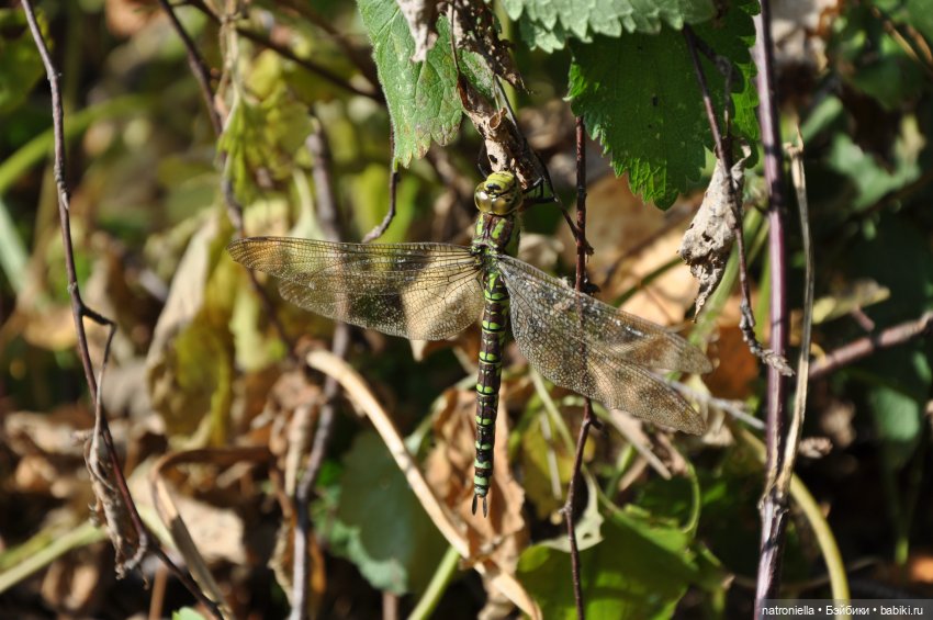 Манюня, багрец и золото — Куклы Nines d'Onil (Нинес): Миа (Mia)