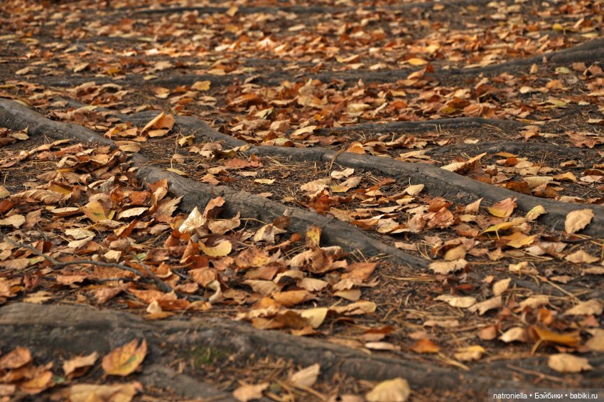 Манюня, багрец и золото — Куклы Nines d'Onil (Нинес): Миа (Mia) (фото 9)