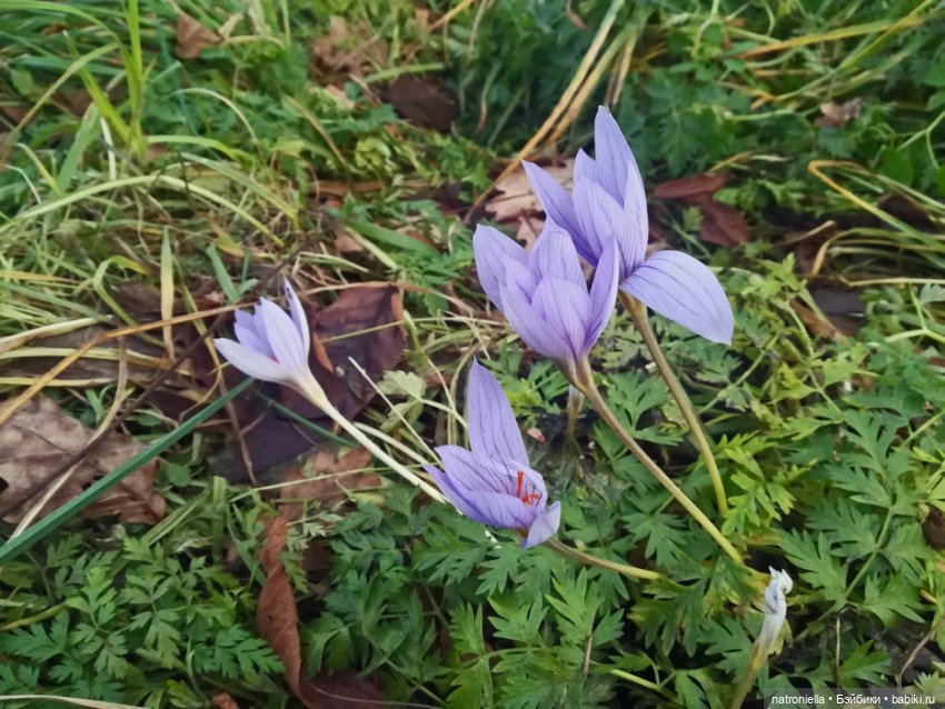 Осень домовенка — Испанские куклы (разное): Vestida de Azul (фото 9)