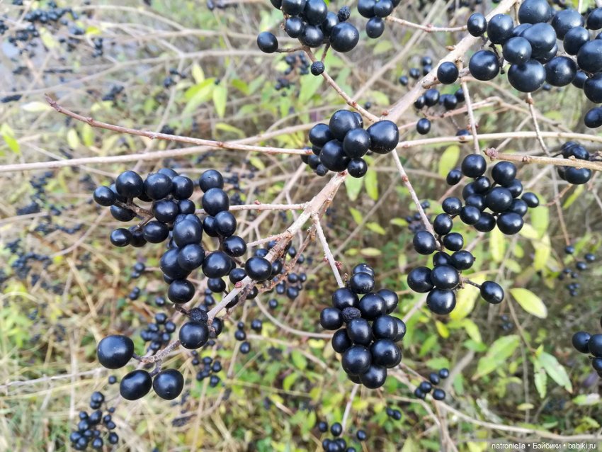 Осень домовенка — Испанские куклы (разное): Vestida de Azul