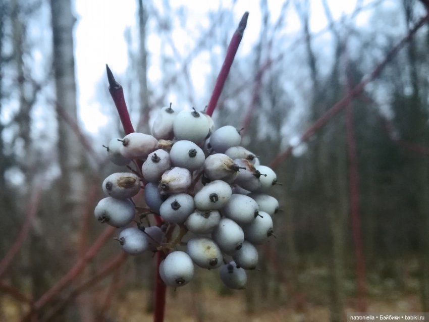 Осень домовенка — Испанские куклы (разное): Vestida de Azul