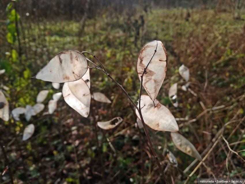 Осень домовенка — Испанские куклы (разное): Vestida de Azul (фото 3)