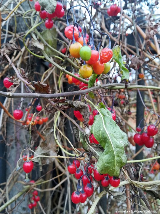 Осень домовенка — Испанские куклы (разное): Vestida de Azul (фото 8)