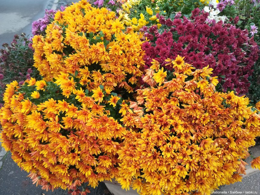 Московские парки глазами домовенка