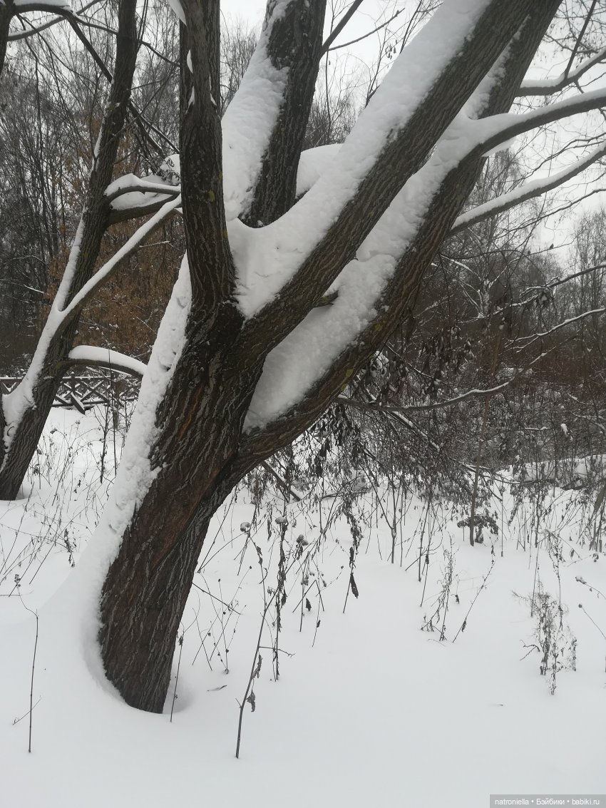 Зимние прогулки, часть первая - почти лесная (фото 6)
