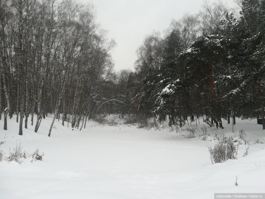 Зимние прогулки, часть первая - почти лесная (фото 5)