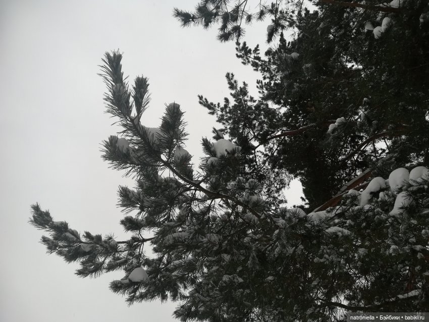 Зимние прогулки, часть первая - почти лесная (фото 7)