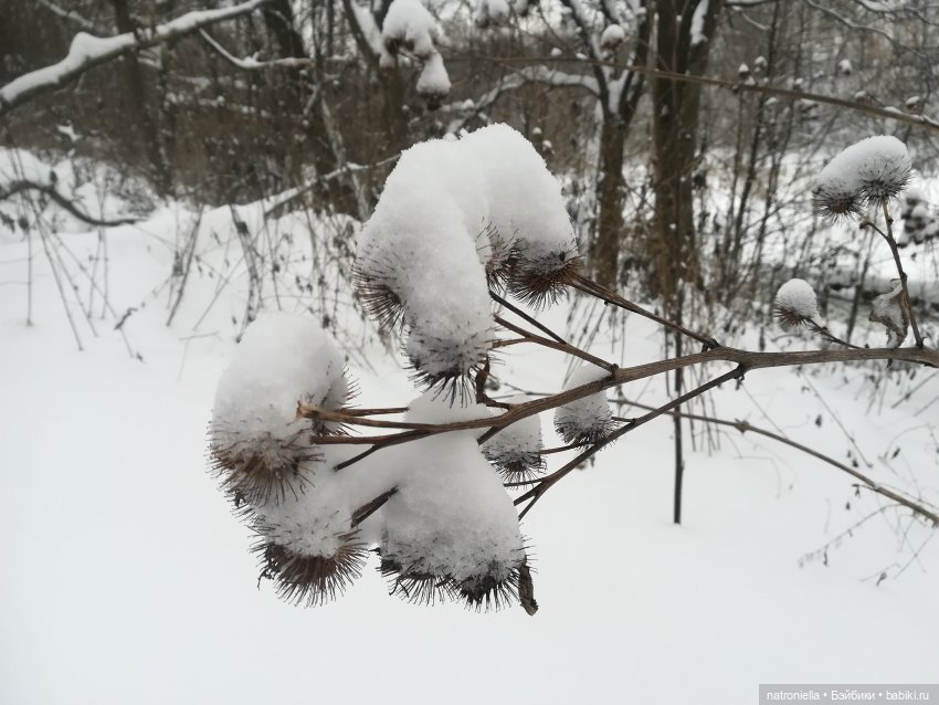 Зимние прогулки, часть первая - почти лесная (фото 10)
