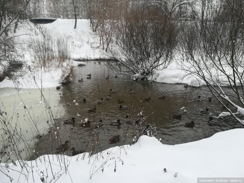 Зимние прогулки, часть первая - почти лесная