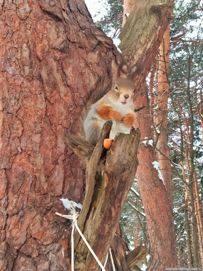 Саша, белка и зима — Куклы Sasha Morgenthaler (Саша Моргенталер): Trendon
