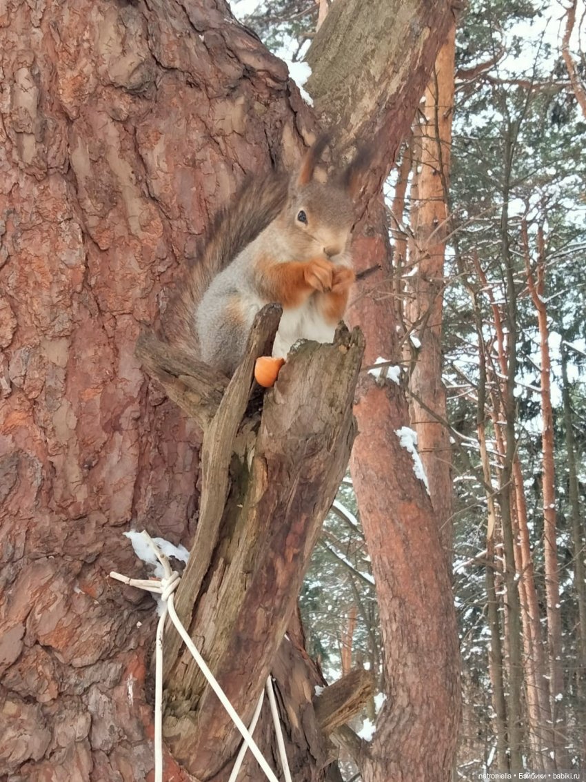 Саша, белка и зима — Куклы Sasha Morgenthaler (Саша Моргенталер): Trendon