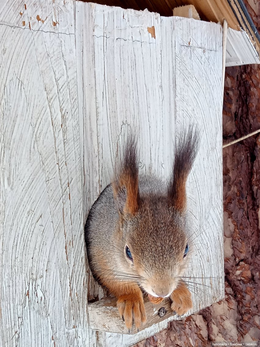 Саша, белка и зима — Куклы Sasha Morgenthaler (Саша Моргенталер): Trendon (фото 7)
