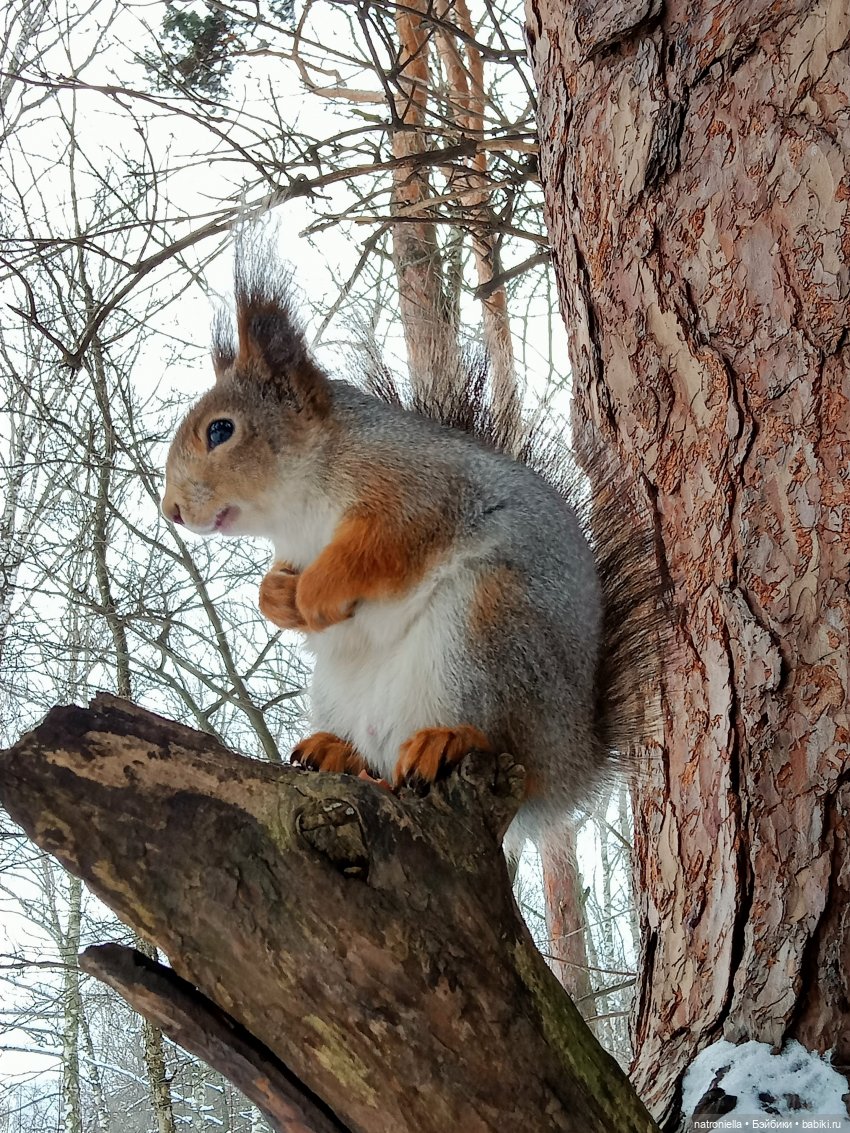 Саша, белка и зима — Куклы Sasha Morgenthaler (Саша Моргенталер): Trendon (фото 8)