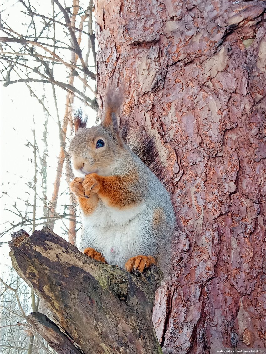 Саша, белка и зима — Куклы Sasha Morgenthaler (Саша Моргенталер): Trendon (фото 9)