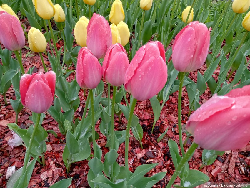 Москва (не) майская, или Кати и МГУ