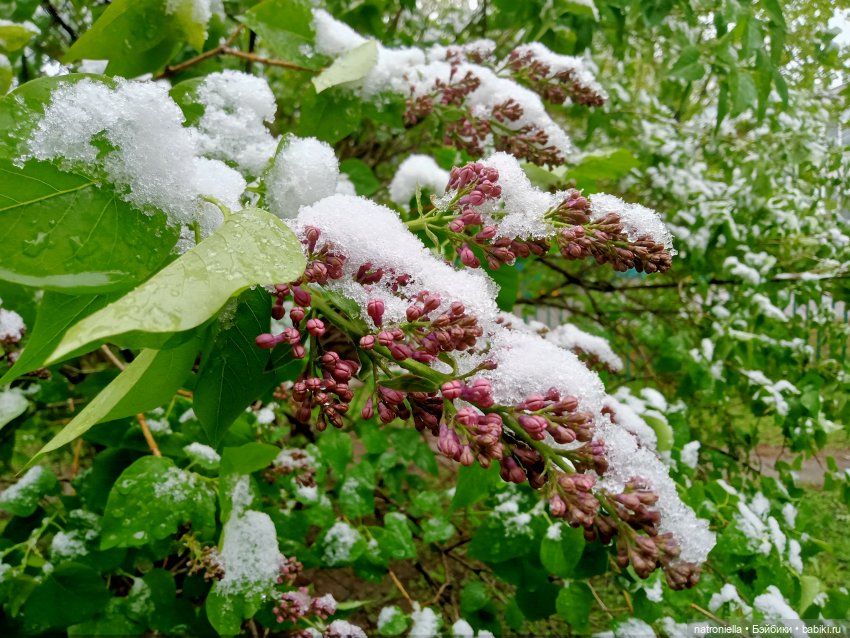 Москва (не) майская, или Кати и МГУ (фото 2)