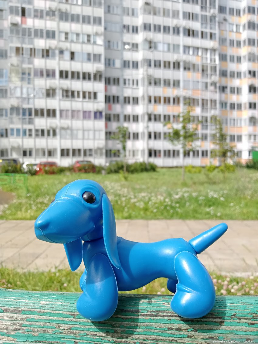 Голубое ухо, голубое брюхо (фото 8)