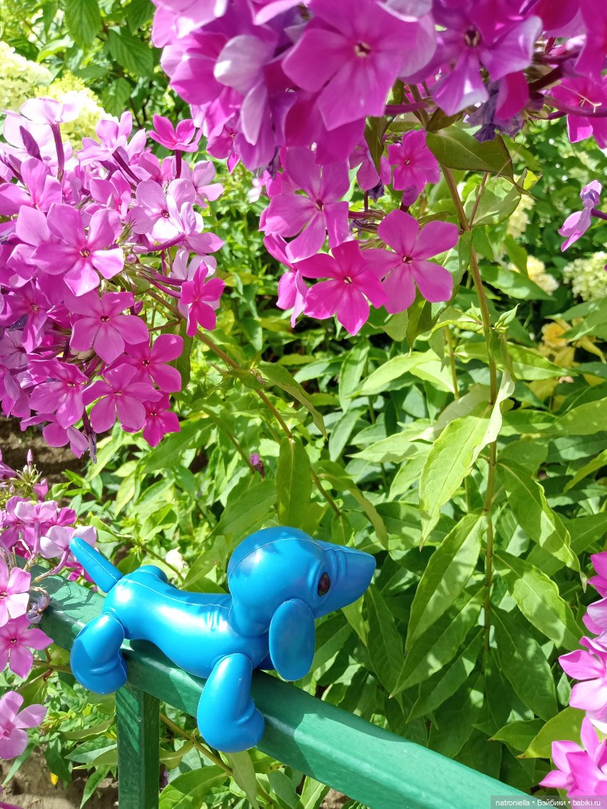 Голубое ухо, голубое брюхо (фото 10)