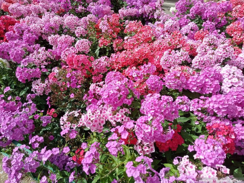 Голубое ухо, голубое брюхо (фото 9)