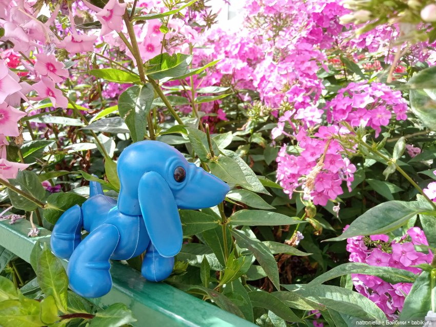 Голубое ухо, голубое брюхо