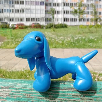 Голубое ухо, голубое брюхо