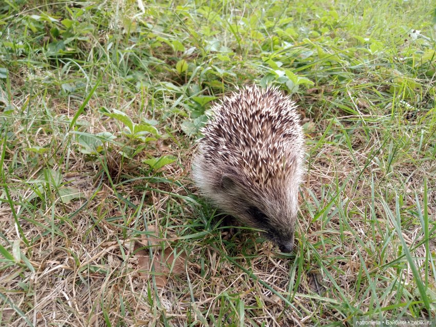 Тургеневская барышня — Куклы Julie Good Kruger (Джулия Гуд Крюгер): винил (фото 10)