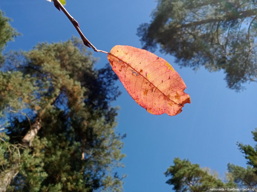 Осень с Sasha doll. Давайте шуршать листьями (фото 6)