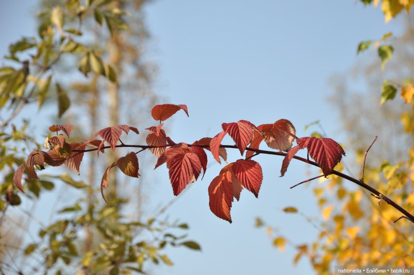 Осень с Sasha doll. От зеленого к красному