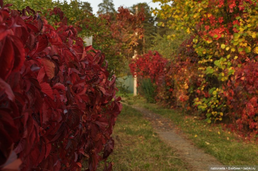 Осень с Sasha doll. От зеленого к красному (фото 6)