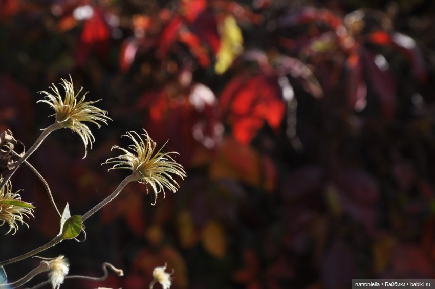 Осень с Sasha doll. От зеленого к красному
