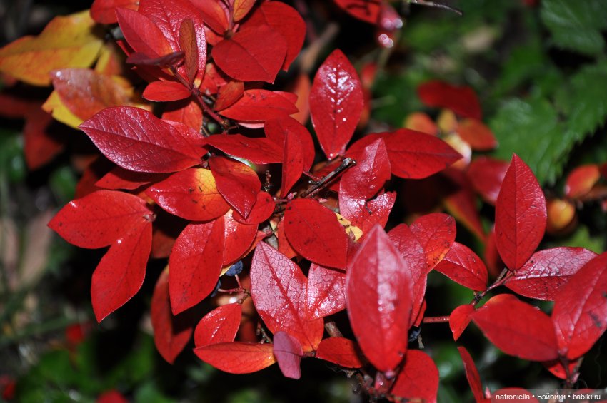 Осень с Sasha doll. От зеленого к красному