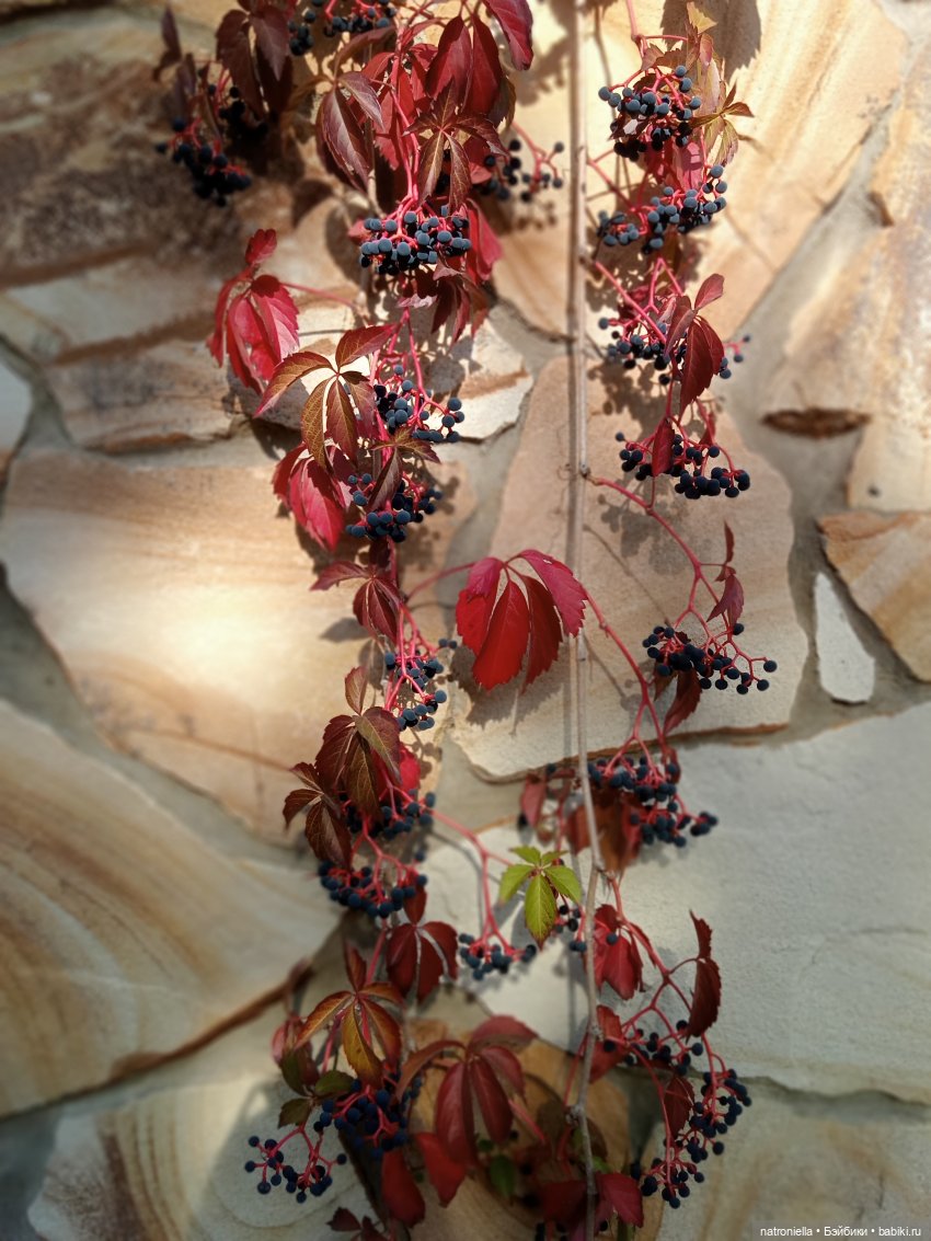 Осень с Sasha doll. От зеленого к красному